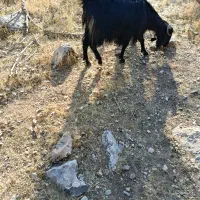 بز پازن|حیوانات مزرعه|شیراز, کیان آباد|دیوار