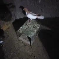 کرواتی افغونی زرد کرمونی و چندتا جوجه|پرنده|تربت‌حیدریه, شهرک ولیعصر|دیوار