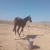 کره اسبی تکرار نشودنی نژاد ترکمن آخال|اسب و تجهیزات اسب‌سواری|گلی داغ, |دیوار