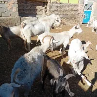 ۵عددبز (سانان) آبستن|حیوانات مزرعه|سبزوار, قصبه شرقی|دیوار