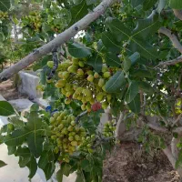 فروش باغ شهری نزدیک شیراز|فروش خانه و ویلا|شیراز, بید زرد|دیوار