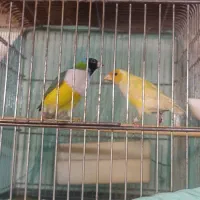 ((فنچ گلدین ))|پرنده|تهران, بازار|دیوار