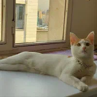 گربه|حیوانات|زنجان, |دیوار