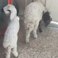 فروش بره|حیوانات مزرعه|اهواز, زوویه ۲|دیوار