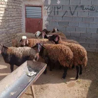 تعداد۱۰عددکاورزاییده بفروش میرسد