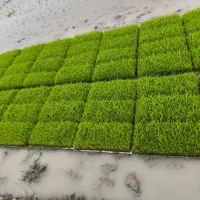 بانک نشا برنج هاشمی