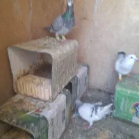 فروش کبوتر جفتی