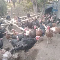 بوقلمون ارگانیک بوربون وبرنز