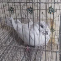 کبوتر|پرنده|قم, حاج زینل|دیوار