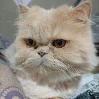 گربه پرشین کرم و سفید آرام ملوس