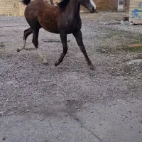 کره