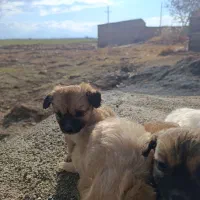 توله سگ پامر|سگ|لالجین, |دیوار