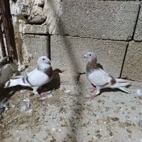 جفت شیشه ای
