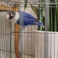 جفت کوتوله بشرط