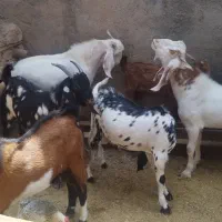 بزغاله چاق