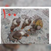 ساعت|ساعت|کوهدشت, |دیوار