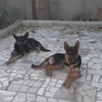 سگ ژرمن بلک و شپرد. واگذاری