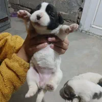 سگ آلابای|سگ|مینودشت, |دیوار