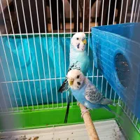 مرغ عشق مولد