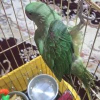 جوجه شاه طوطی نراسکندر چشم مشکی ۳ماهه|پرنده|ملارد, |دیوار