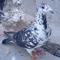 ماده سوسکی سینه سفید