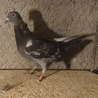 11تا کبوتر هواگرفته یجایی فروشی|پرنده|شاهرود, |دیوار