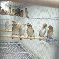 جوجه نیم رنگ فنچ کراواتی و ستاره ای