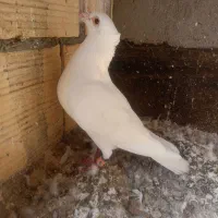 سفید کاکولی|پرنده|مشهد, باغون آباد|دیوار