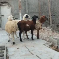 فروش چهار بره چاق صادراتی