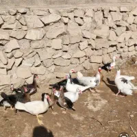 اردک،غاز و مرغابی اسرائیلی