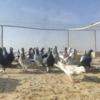 کفتر جنگده حریف کش 30عدد|پرنده|قزوین, |دیوار