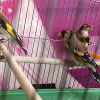 سهره رسمی نر|پرنده|وحیدیه, |دیوار