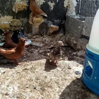 پرنده