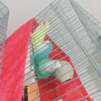 فروش طوطی برزیلی|پرنده|پرند, فاز ۳|دیوار