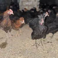 جوجه نیمچه ۸۰ روزه جهادی و گلپایگانی