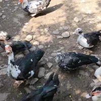 اردک اسراییلی
