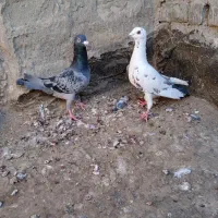 دو عدد نر آلمانی