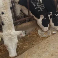 تلیسه صنعتی.گاو گوساله. جوانه