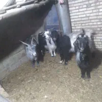 بز و گوسفند