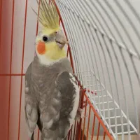 طوطی عروس بالغ وجفت|پرنده|بهبهان, |دیوار