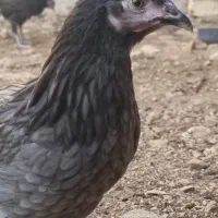 جوجه مرغ و خروس محلی اصیل