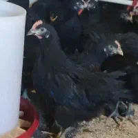 تاقچه گلپایگان 105روزه مرغ خروس سیاه  جوجه جهادی|حیوانات مزرعه|مشهد, وکیل‌آباد|دیوار