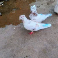 جفت تهرانی خوشگل