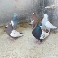 کبوتر سینه ای|پرنده|شیراز, منطقه هوایی شهید دوران|دیوار