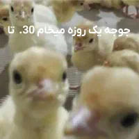 بیوتی یک روزه