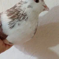 کبوترنردمگیر