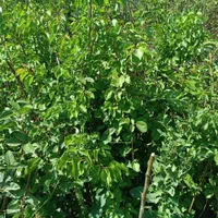 نهال ۴ساله میوه گردو وخانواده بری