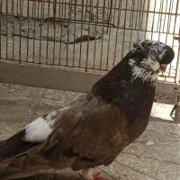 کبوتر نوک قناری