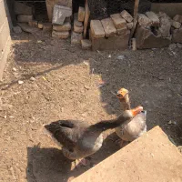 غاز