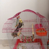 عروس هلندی نر